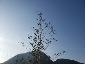 Ｍ様邸　地鎮祭